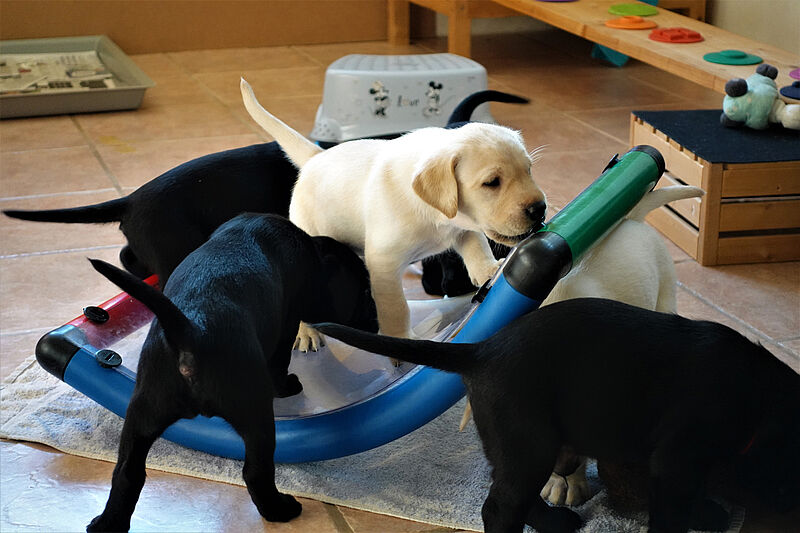 Die Zucht: Labradorzucht Vom Weberlis Rebberg