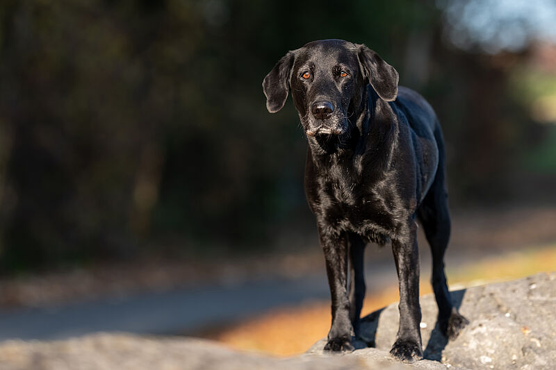 Wona: Labradorzucht Vom Weberlis Rebberg