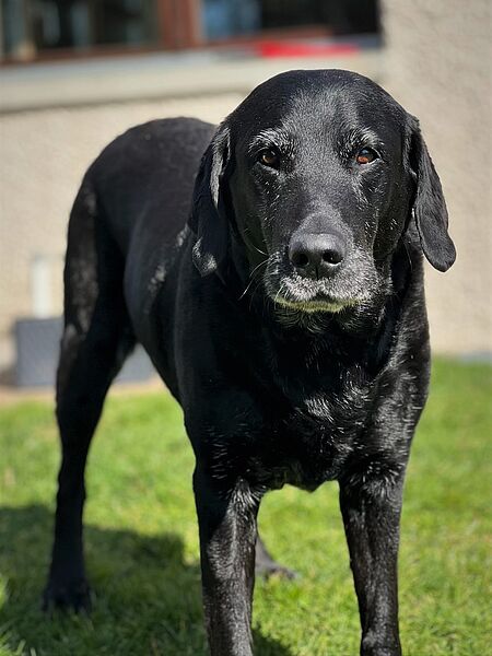 12. Geburtstag: Labradorzucht Vom Weberlis Rebberg