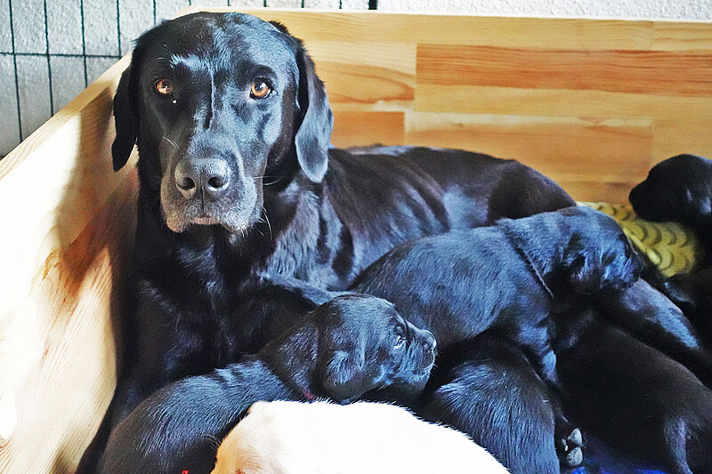 Die Zucht: Labradorzucht Vom Weberlis Rebberg