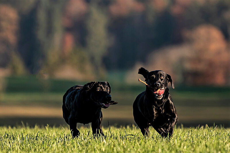 Zenya: Labradorzucht Vom Weberlis Rebberg