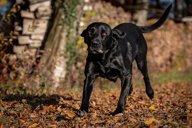 Zenya: Labradorzucht Vom Weberlis Rebberg