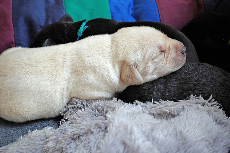 Die Zucht: Labradorzucht Vom Weberlis Rebberg