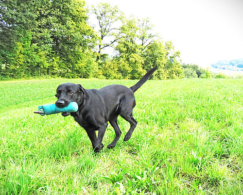 Glückwunsch: Labradorzucht Vom Weberlis Rebberg