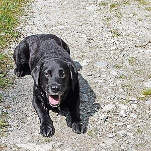 Tanou: Labradorzucht Vom Weberlis Rebberg