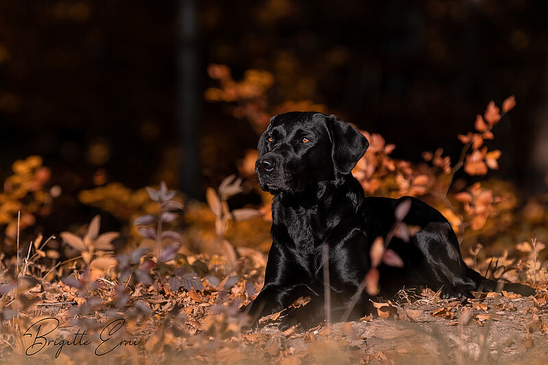 Ena: Labradorzucht Vom Weberlis Rebberg