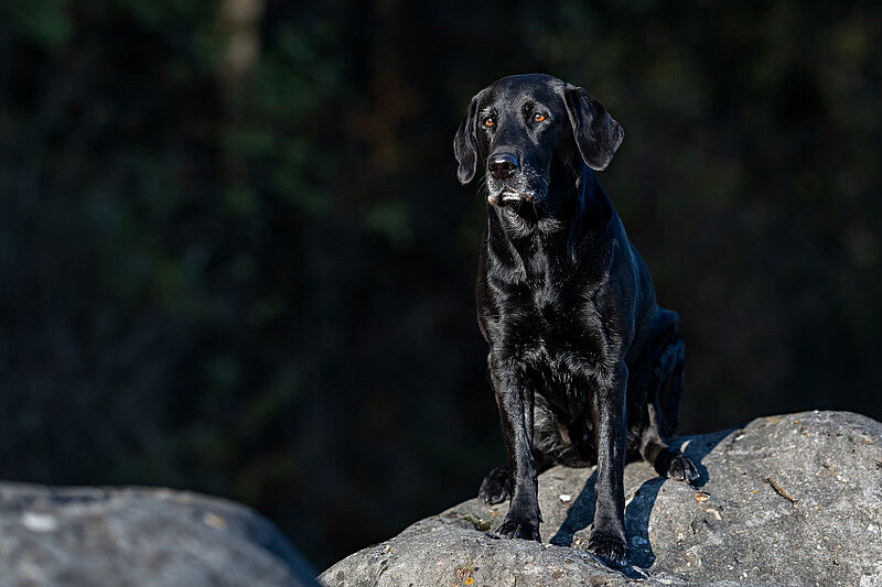 Wona: Labradorzucht Vom Weberlis Rebberg