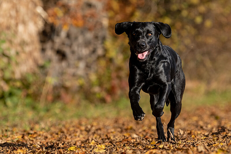 Ena: Labradorzucht Vom Weberlis Rebberg