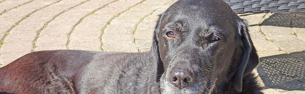 Hannah: Labradorzucht Vom Weberlis Rebberg