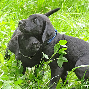 Die Zucht: Labradorzucht Vom Weberlis Rebberg